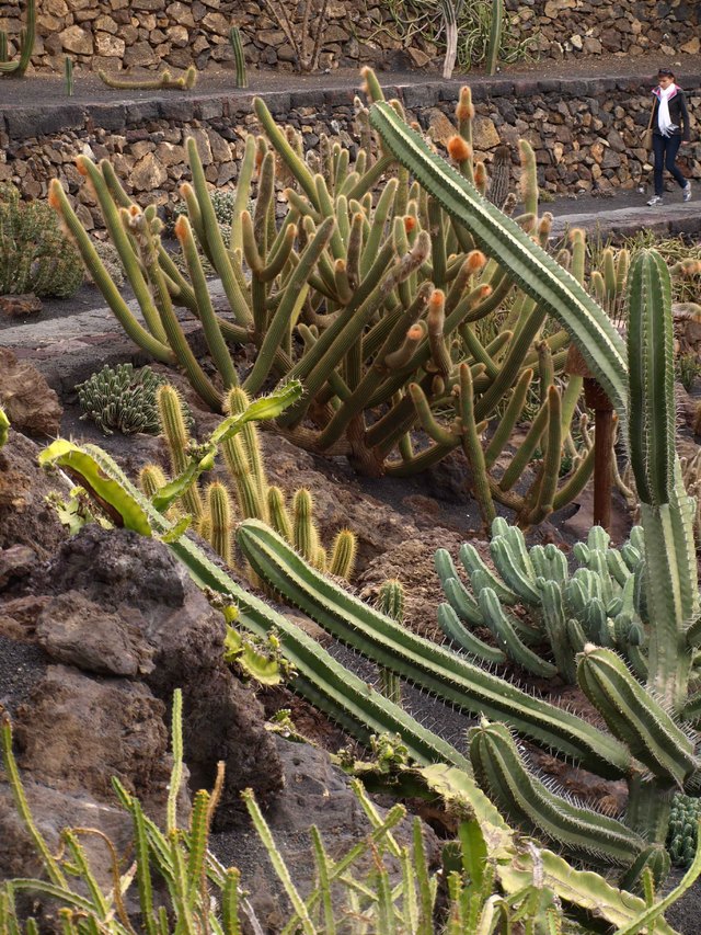 Jardín de Cactus