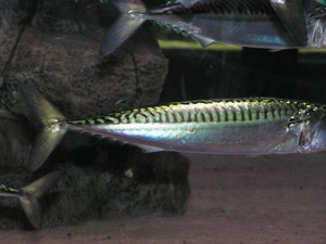 makrela w akwarium