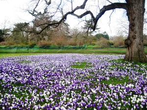wiosna w Kew Gardens
