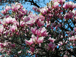 Cieszyńskie magnolie.