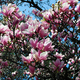 Cieszyńskie magnolie.