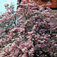 Na Szlaku Kwitnących Magnolii.