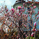 Na Szlaku Kwitnących Magnolii.