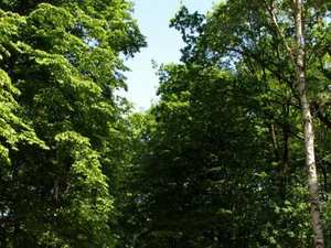 Park Tiergarten