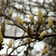 pąki magnolii
