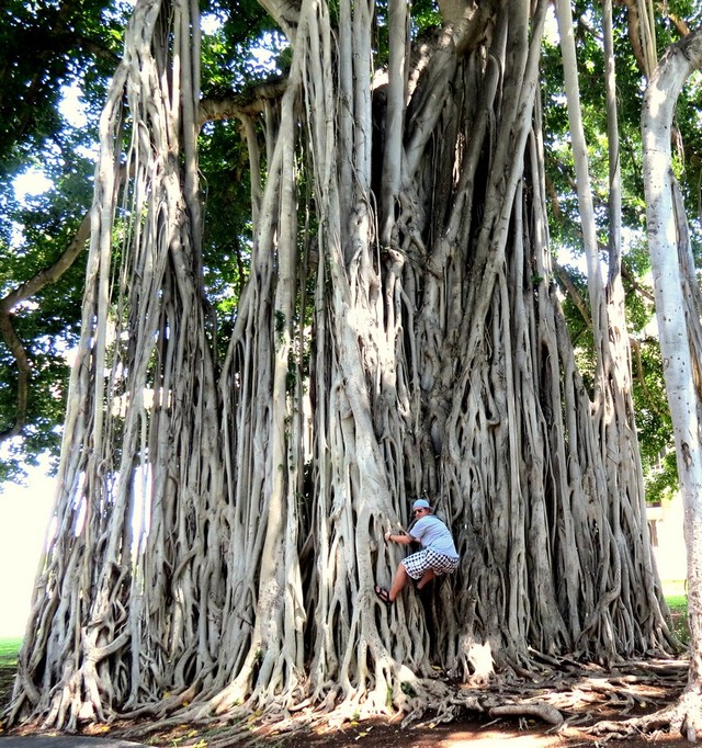 Drzewa Mangrowe