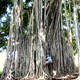 Drzewa Mangrowe