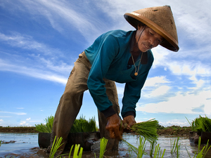 Praca na ryżowym polu