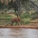 Słoń nad rzeką