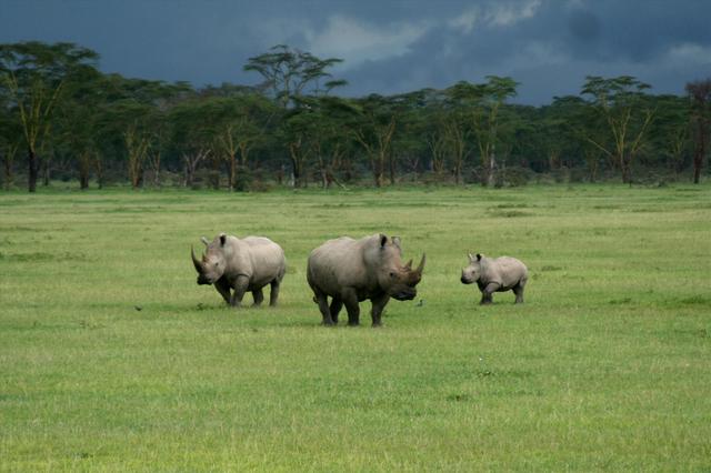 Rodzina nosorożców