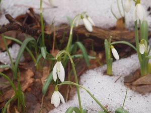Wiosna na biało