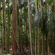 Las palmowy na Tambourine Mountain
