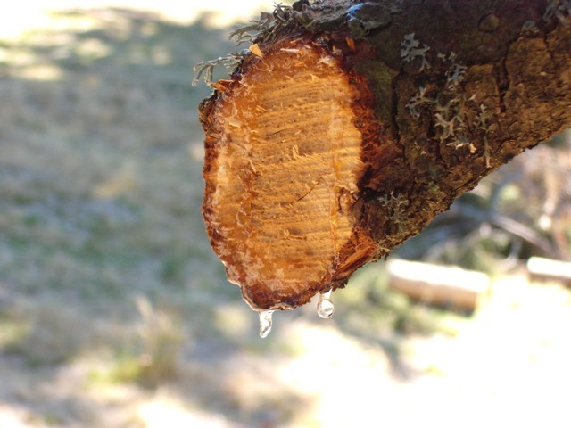 żywica