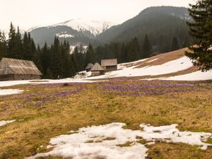 Polana Chochołowska