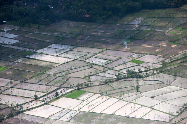 Pola ryżowe na Lombok