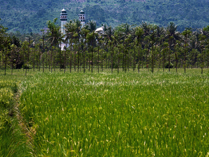 Wśród ryżowych pól centralnego Lombok