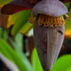 Bananowy kwiat