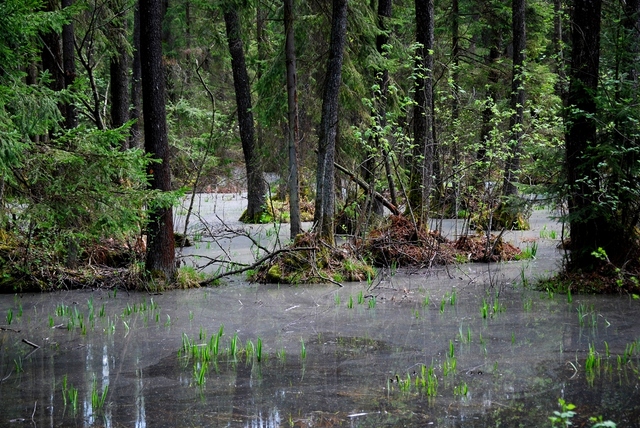 Mokra puszcza