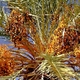 Palma daktylowa