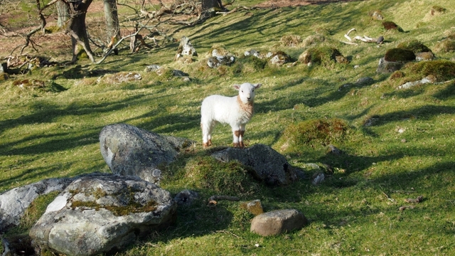 Fotogeniczna owca