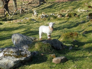 Fotogeniczna owca