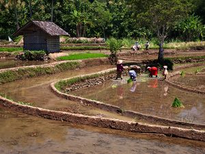 Pola ryżowe w pobliżu Borobudur