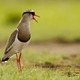2. Crowned Lapwing