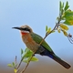 15. White-fronted Bee-eater