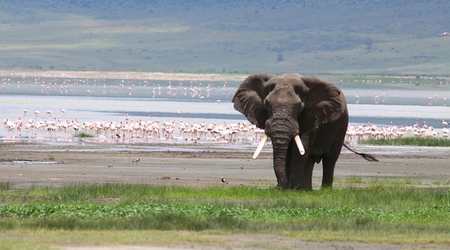 17. Ngorongoro