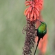 21. Malachite Sunbird