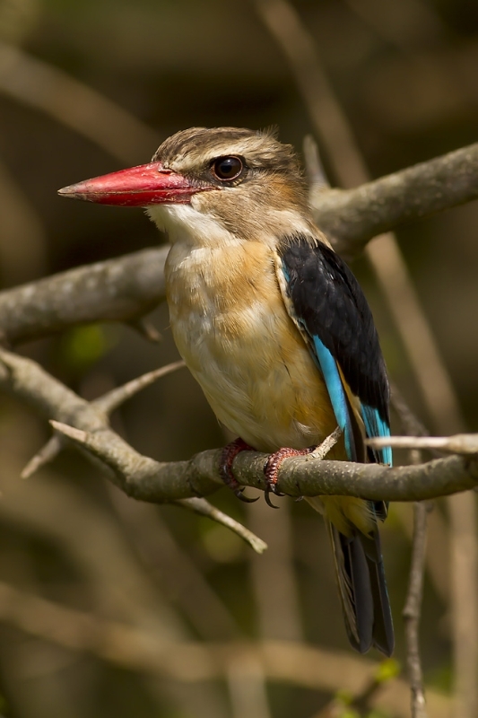 31.Brown-hooded Kingfisher