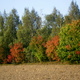 Złota jesień - okolice Lubawy