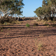 Rzeki outbacku rzadko niosą wodę