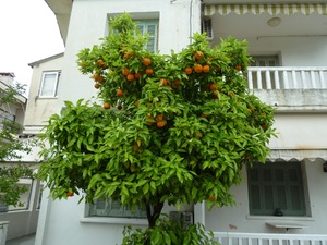 Na drzewach zeszłoroczne pomarańcze...