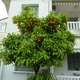 Na drzewach zeszłoroczne pomarańcze...