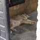 Zmęczona psinka odpoczywa w cieniu