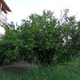 Citronkowe drzewo