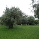 Gaj oliwny