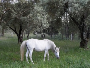 Koń pasący się w gaju oliwnym