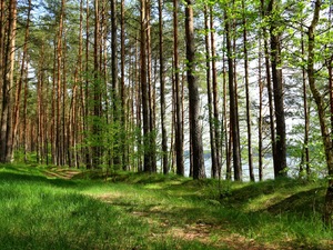 nad jeziorem Gołuń
