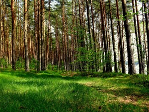 nad jeziorem Gołuń
