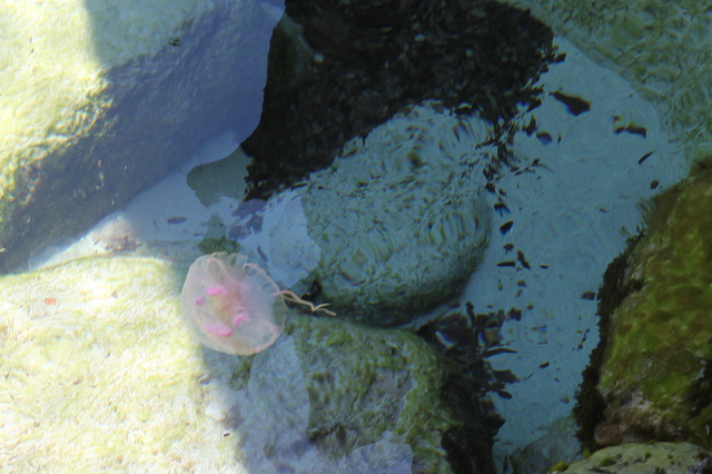 26 meduza favignana cala azzurra