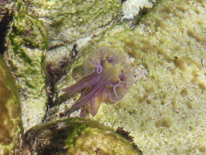 28 meduza favignana cala azzurra