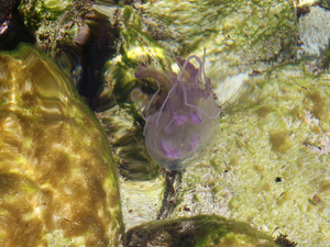 29 meduza favignana cala azzurra