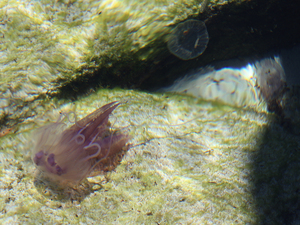 30 meduzy favignana cala azzurra