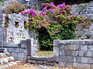 ruiny i kwiaty