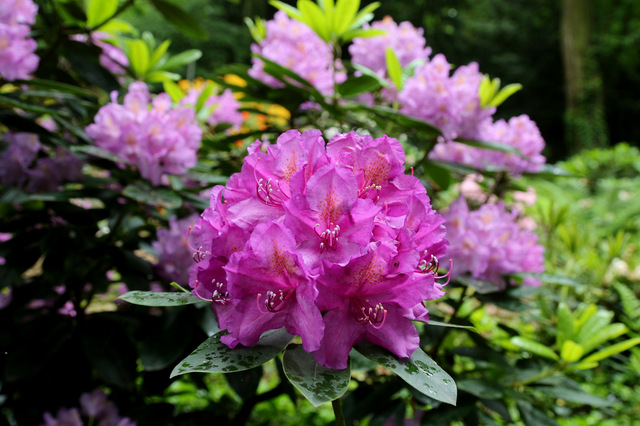 różaneczniki (Rhododendron 'Lumina')