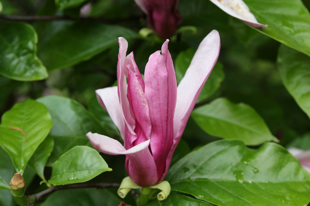 magnolia pośrednia