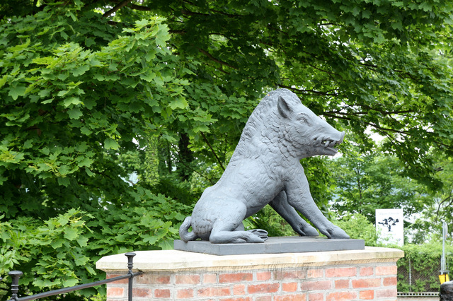 dzik 