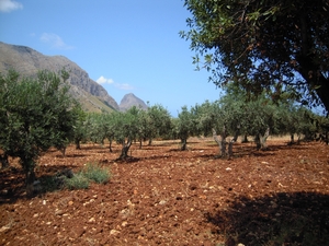 Gaj oliwny, w oddali Monte Cofano